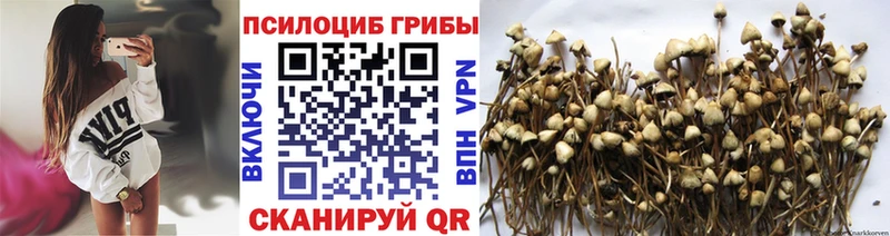 Галлюциногенные грибы прущие грибы  Купить  Бобров 